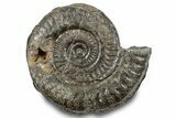 Jurassic Ammonite (Hildoceras) Fossil - England #284049-1